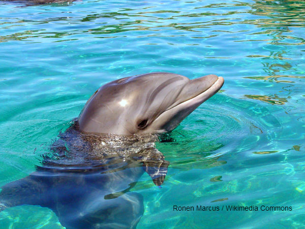 Dolphin Tale 2