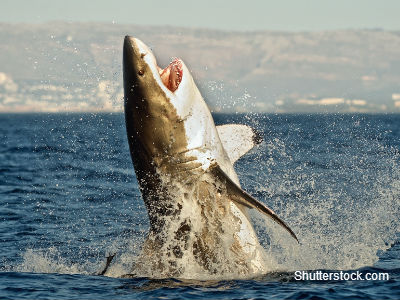 Shark